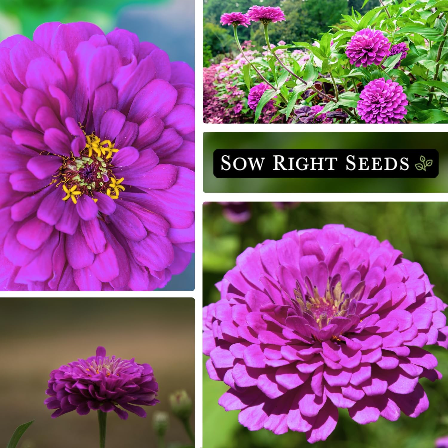 Sow Right Seeds – Purple Prince Zinnia Flower for Planting – pink