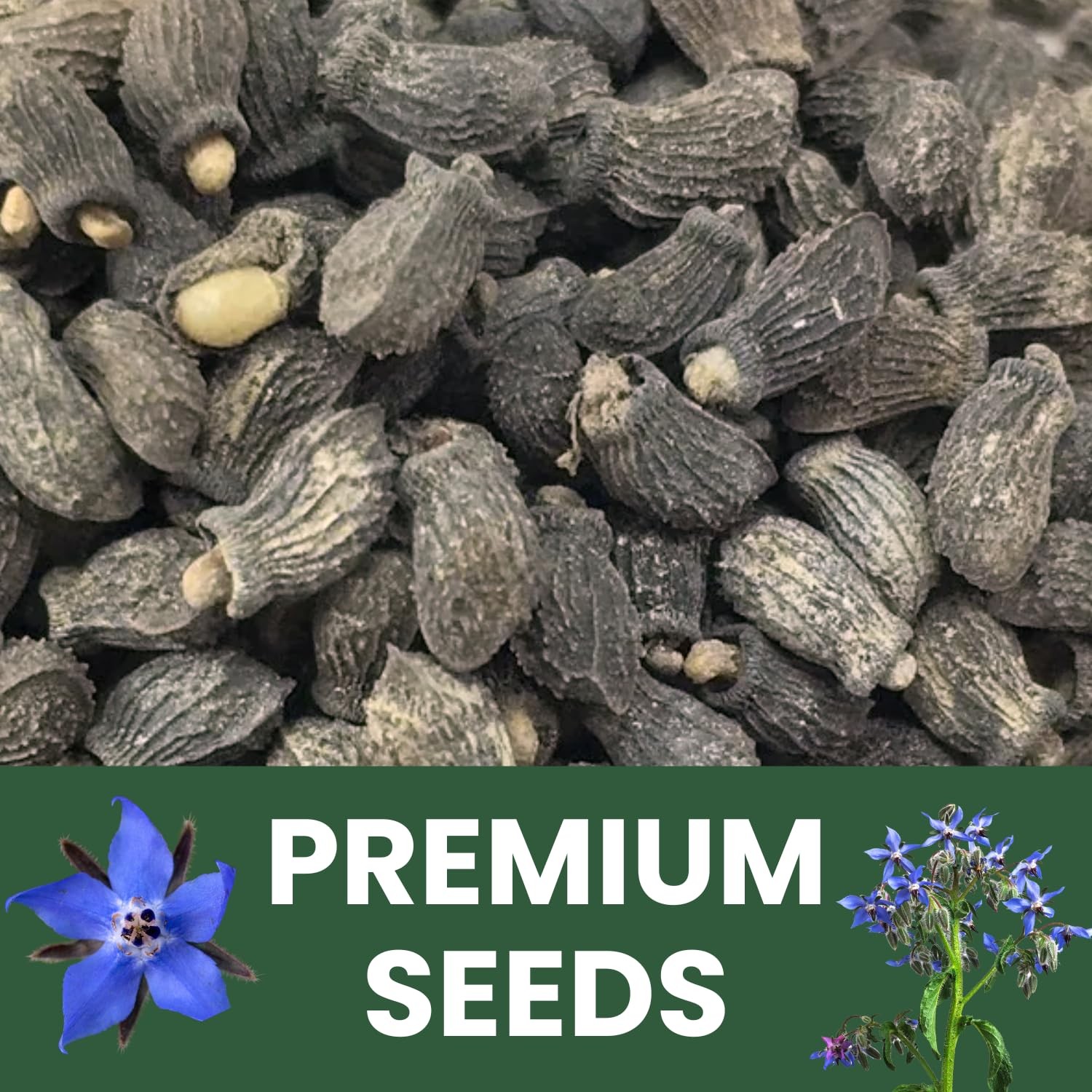 Borage Seeds 4,000 Count for Planting 2026 Season 4 Ounce Pouch