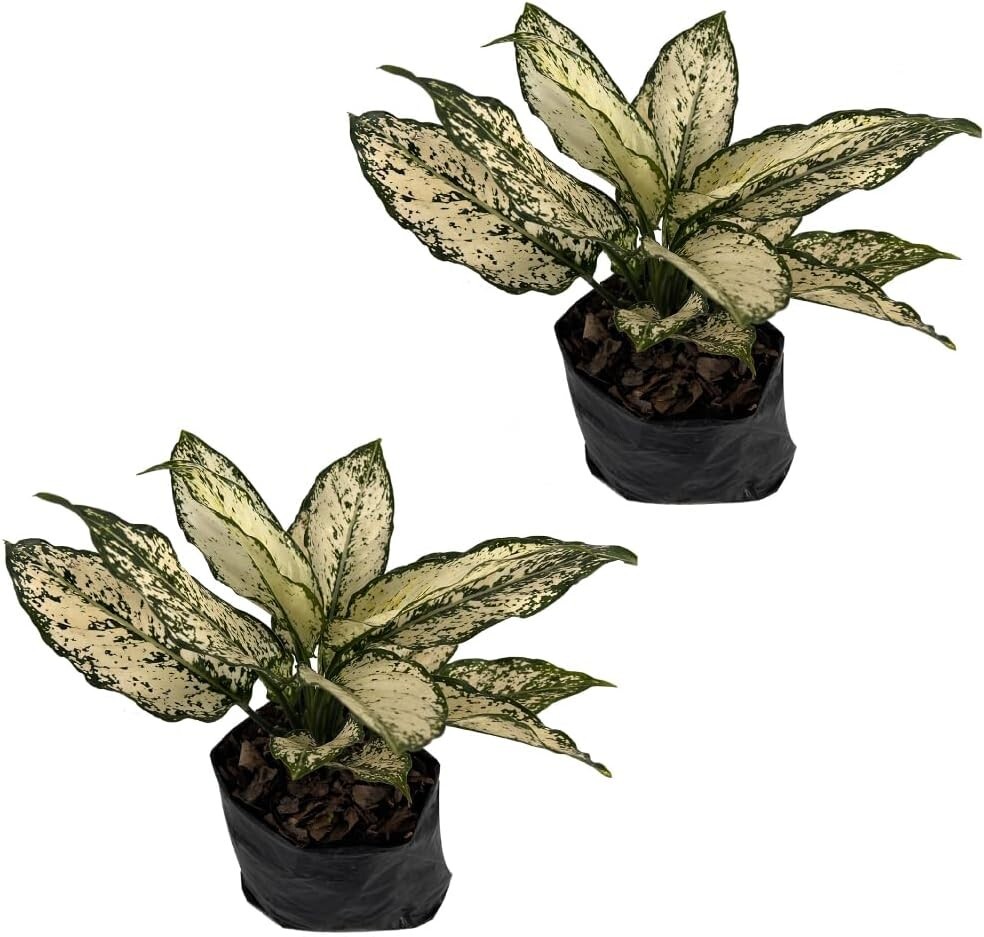 Aglaonema Osaka (2pack) by LEAL PLANTS ECUADOR | Chinese Live Evergreen Plant