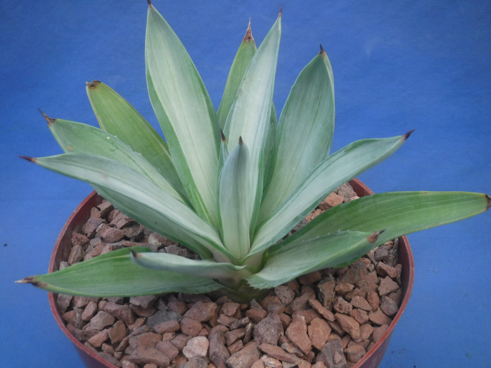 Agave desmettiana “Quicksilver” Variegated Agave Starter Plant 5″-8″ Wide RARE