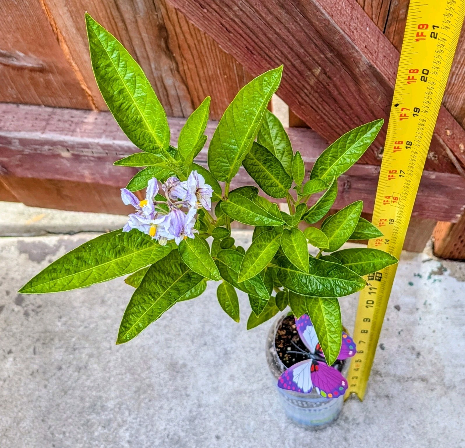 U Pick Any 20″~22″ Tall “Kendall Gold” Pepino Melon Bonsai Plant @Door Pick Up
