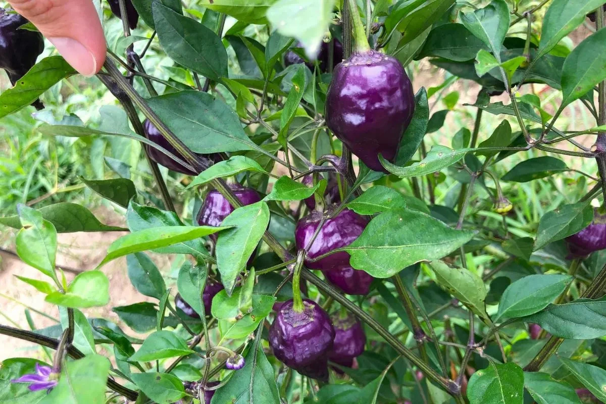 Purple UFO Hot Pepper Seeds. 10 Seeds per order Free Shipping!