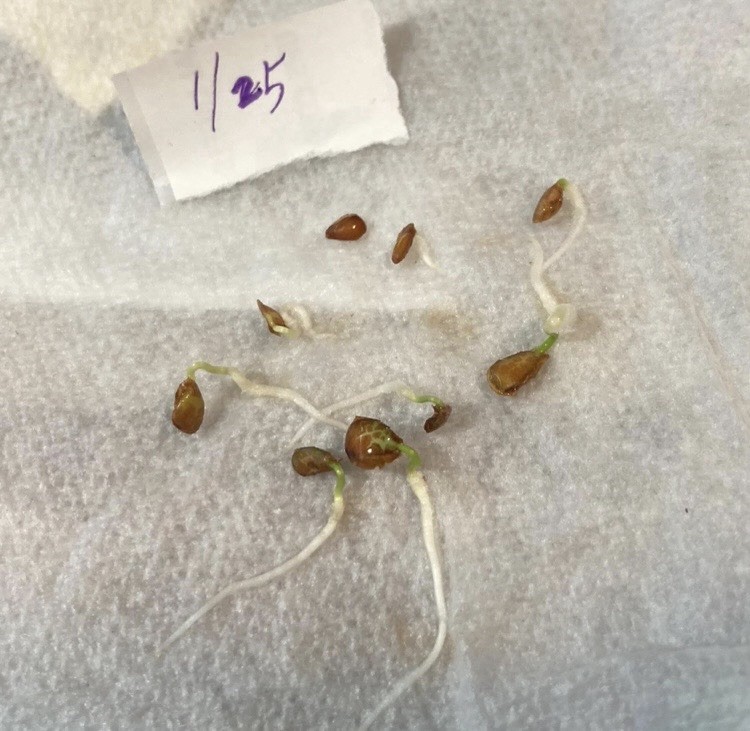 Tested NEW Chinese toon Seeds 香椿 High germination Rate