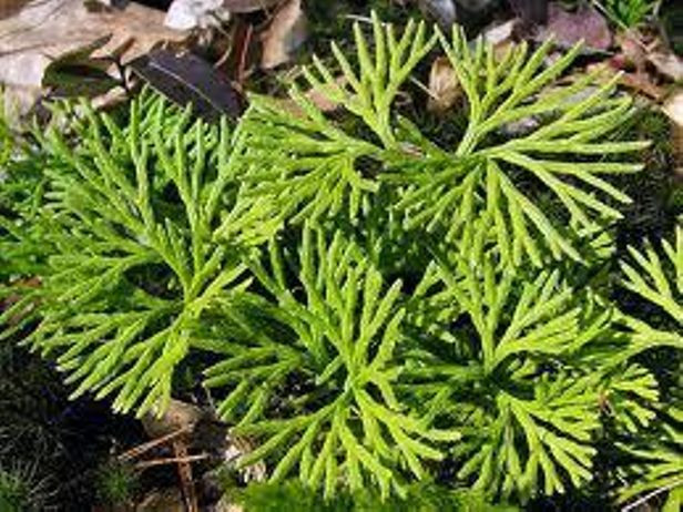 Ground Cedar Evergreen Ground Cover Fern 12ft starter vine seedlings Item