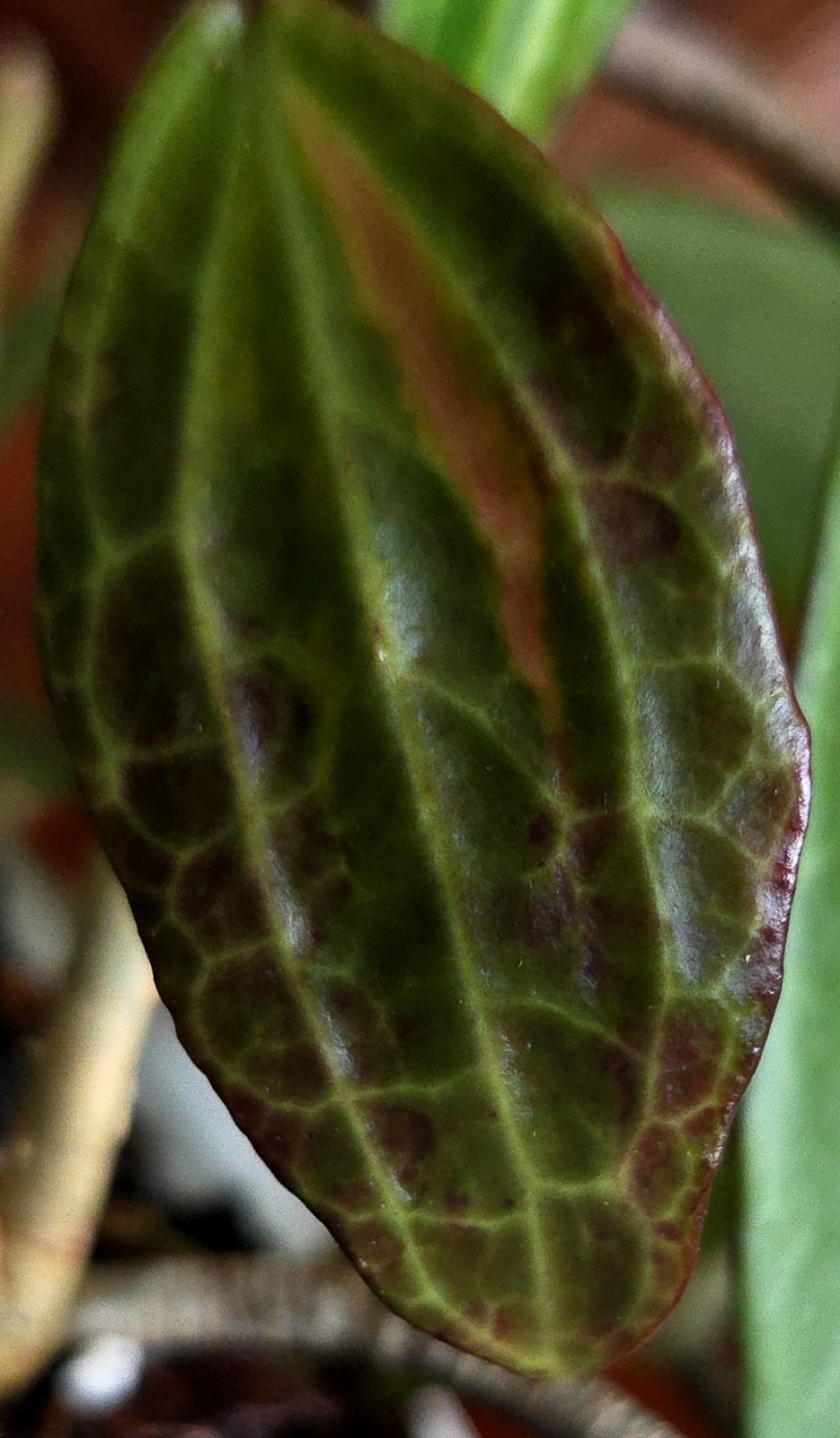 Rare Reverse Variegated Hoya Latifolia 24″ Tall Not Monstera Philodendron Aroid