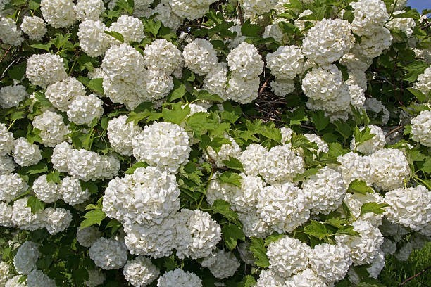 4 Old Fashion Snowball Viburnum- Zones 3-8 Hardy cutting No Roots