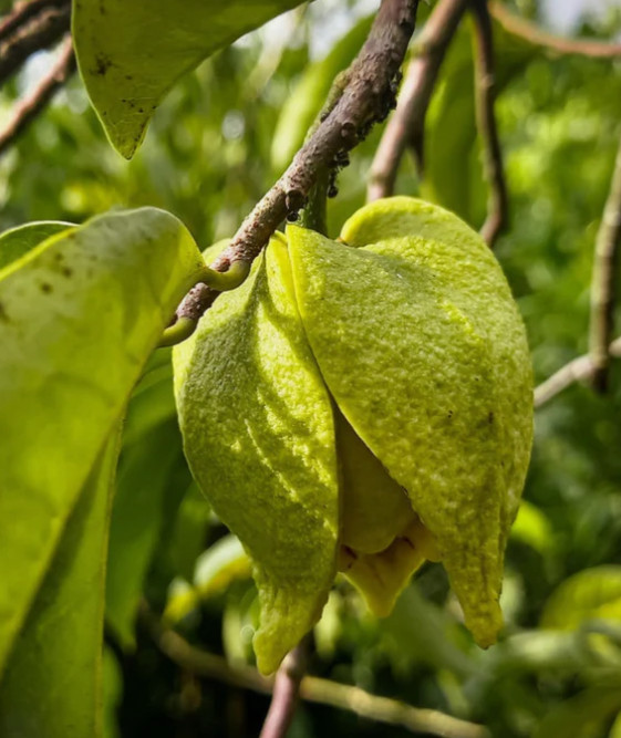 Soursop Tree – 20-30″ Tall – 1gal – Sweet Graviola Fruit – No Ship CA