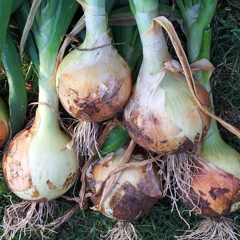 Texas 1015 SuperSweet Onion Seeds – 1/4 Tsp. (125-150 seed count)