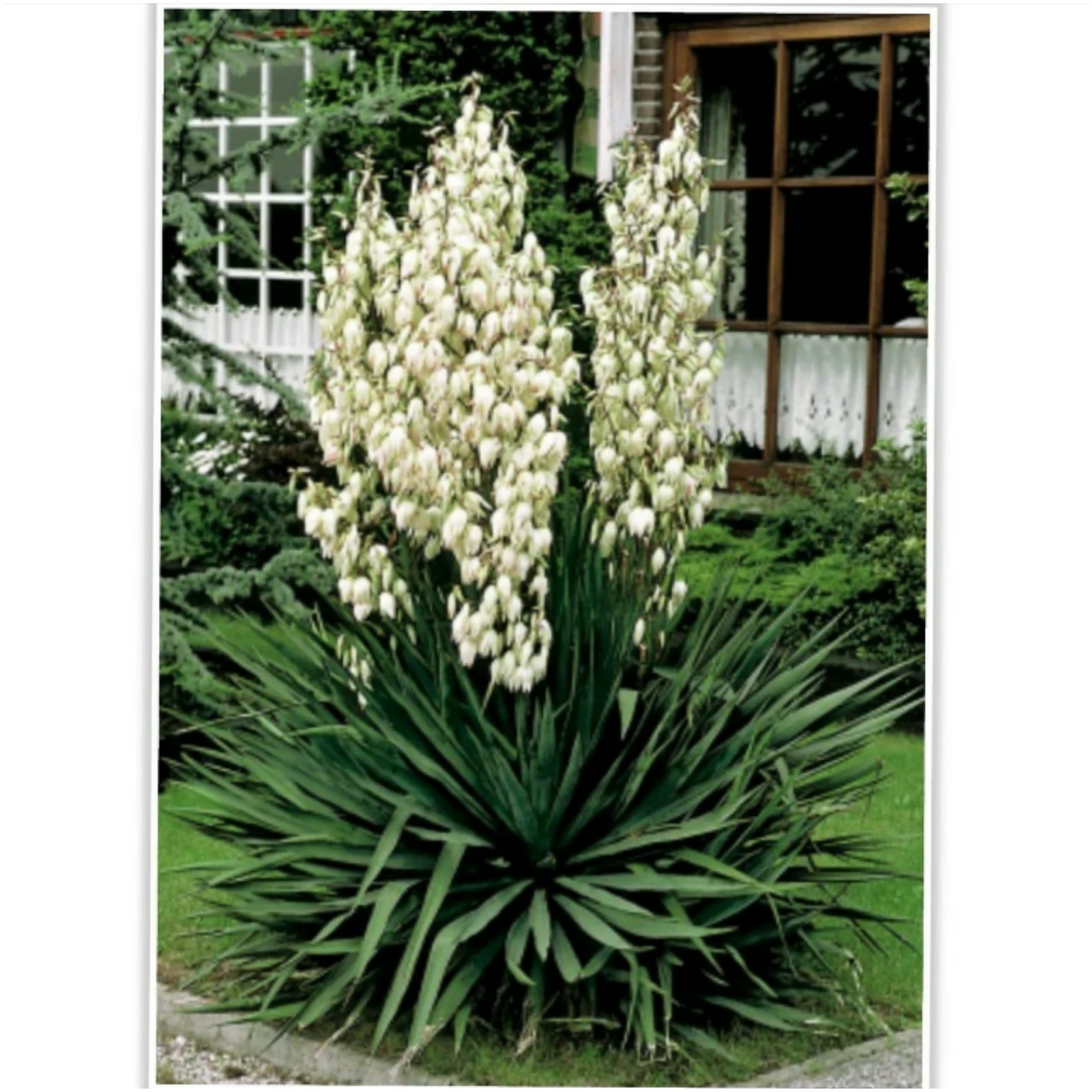 3 Yucca Adam’s Needle Plants 10″ To 12″ Tall