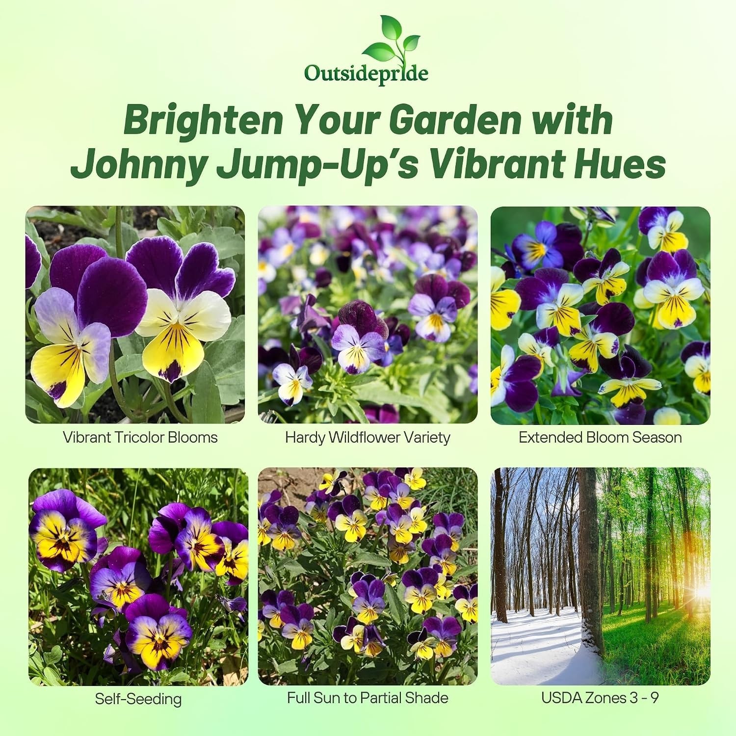 Seasonal Beauty: 5000 Johnny Jump Up Viola Seeds for Spring to Fall Blooms