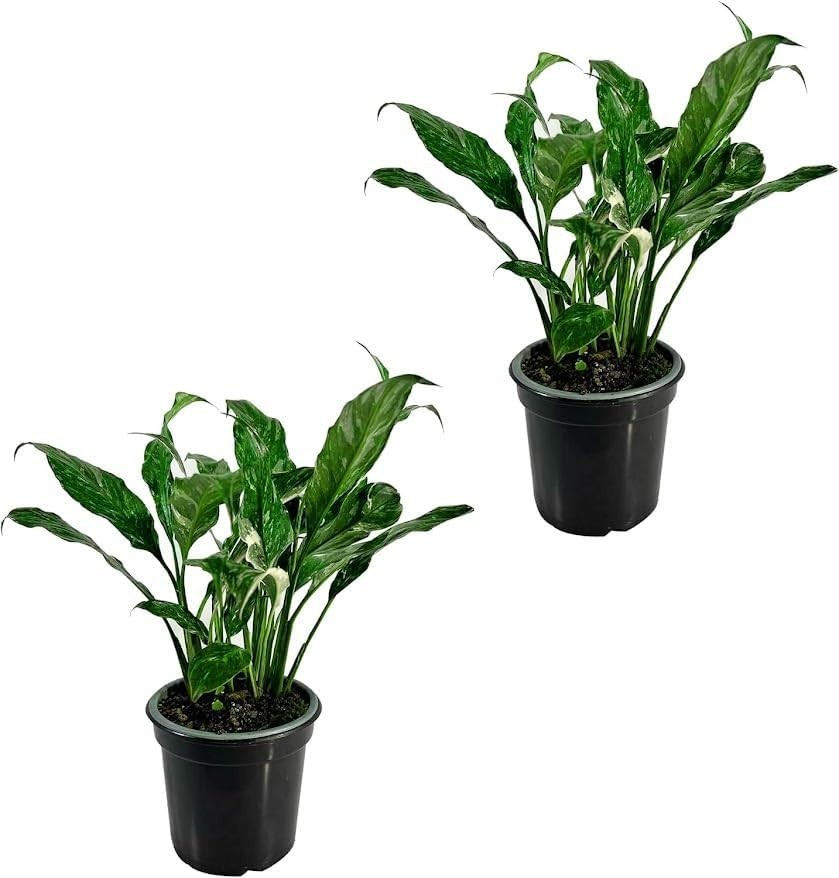 Spathiphyllum Peace Lily Variegated (Pack of 2)| Premium Live Indoor Houseplant