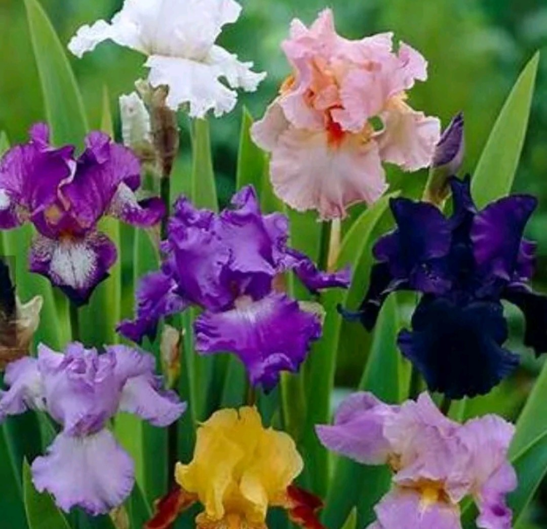 Hardy Iris Rhizomes – 5 Pack – Mixed Colors – Easy to Grow
