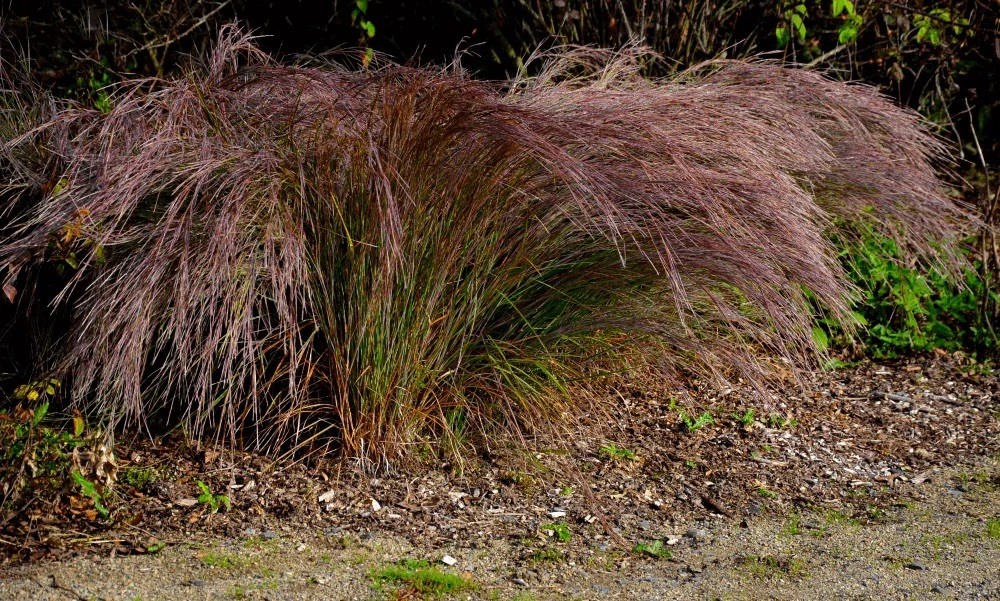 LIVE PLANT Little Bluestem Grass Schizachyrium scoparium (One Gallon pot)