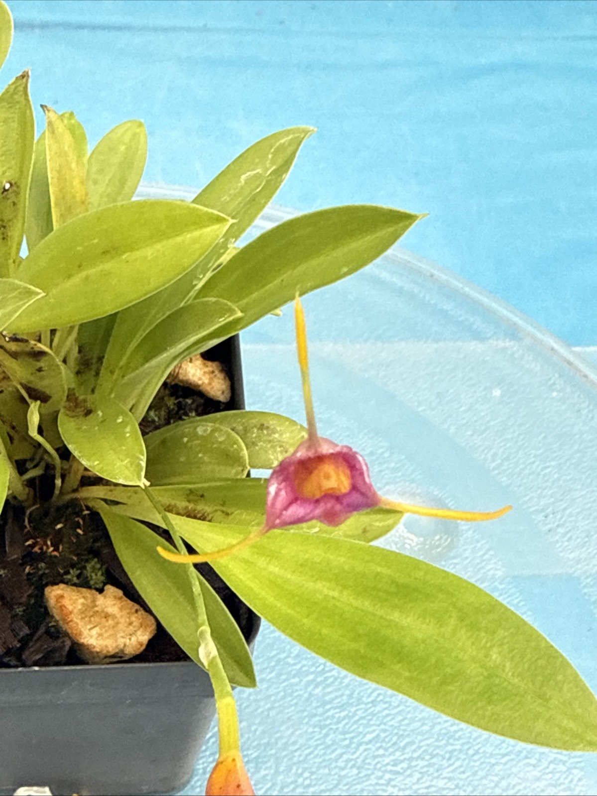 Masdevallia mystica Rust-Red Yellow Blooming Established Orchid Species 4” Pot