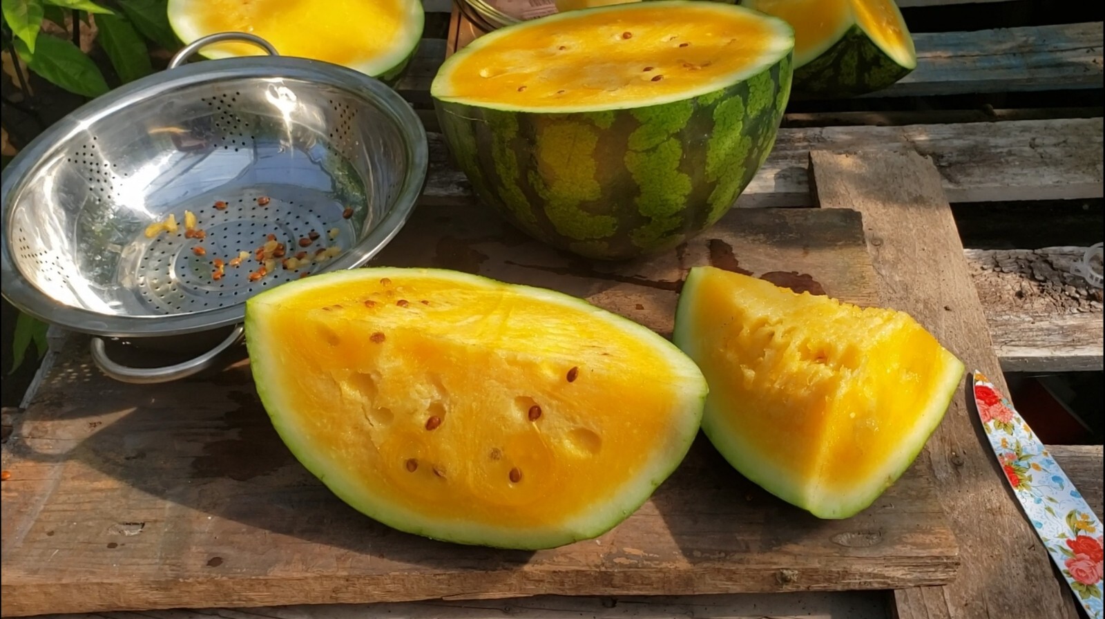 SweetGlo Orange Flesh Watermelon Seeds! Sweet Tropical Melon Flavors! -Tracking-