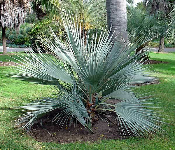 Nannorrhops ritchiana MAZARI PALM Seeds!