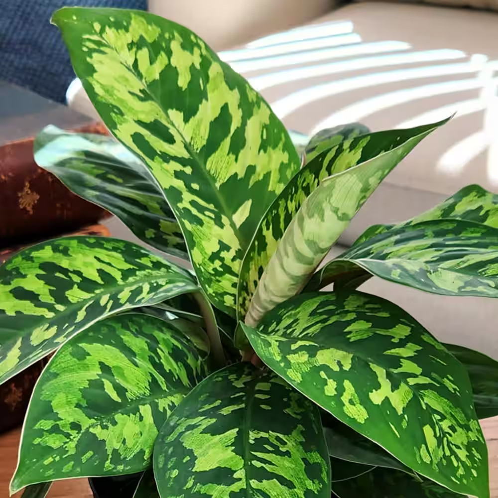 Homalomena Camouflage Live Indoor Tropical Houseplant 6 In. Grower Pot
