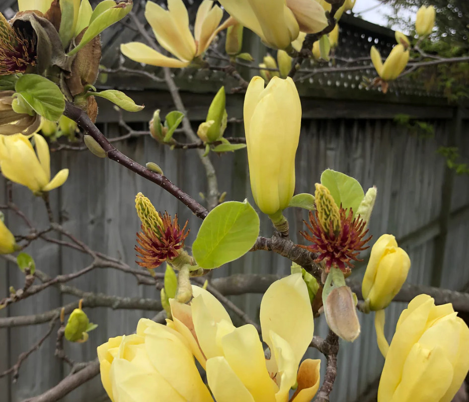 Yellow Bird Magnolia Plant – 6-12″ Tall – 2.5″ pot – Deciduous Tree Yellow Bloom