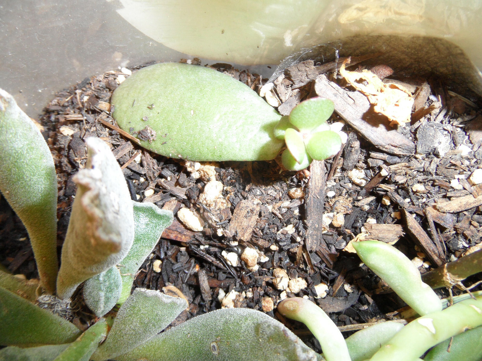 Crassula Ovata Jade money Friendship Plant planted in 3D printed Turtle planter