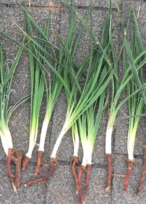 1 Yucca/adam’s needle Plant 9-12 Inches Tall Plants are dug up Fresh Bare Root