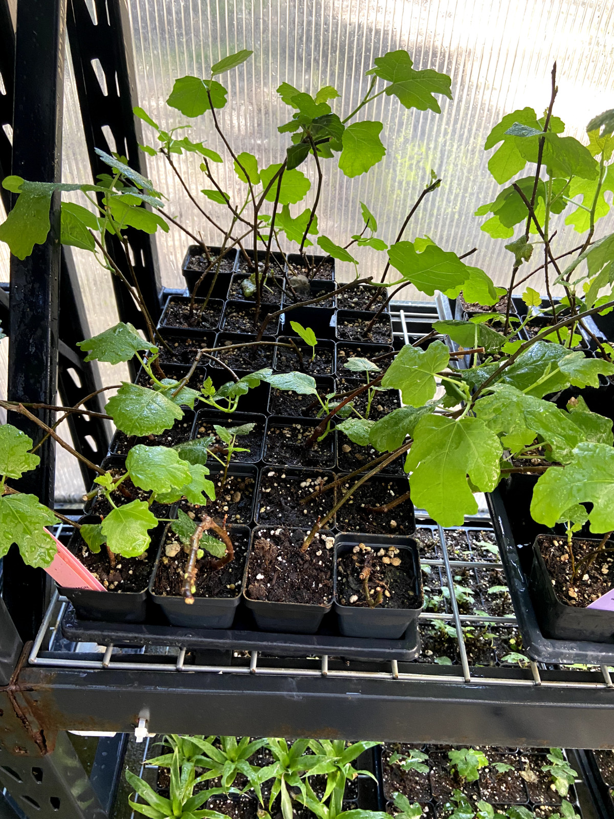 Fig Tree – ‘Magnolia’ – Fruiting Fig Tree – Ficus Carica