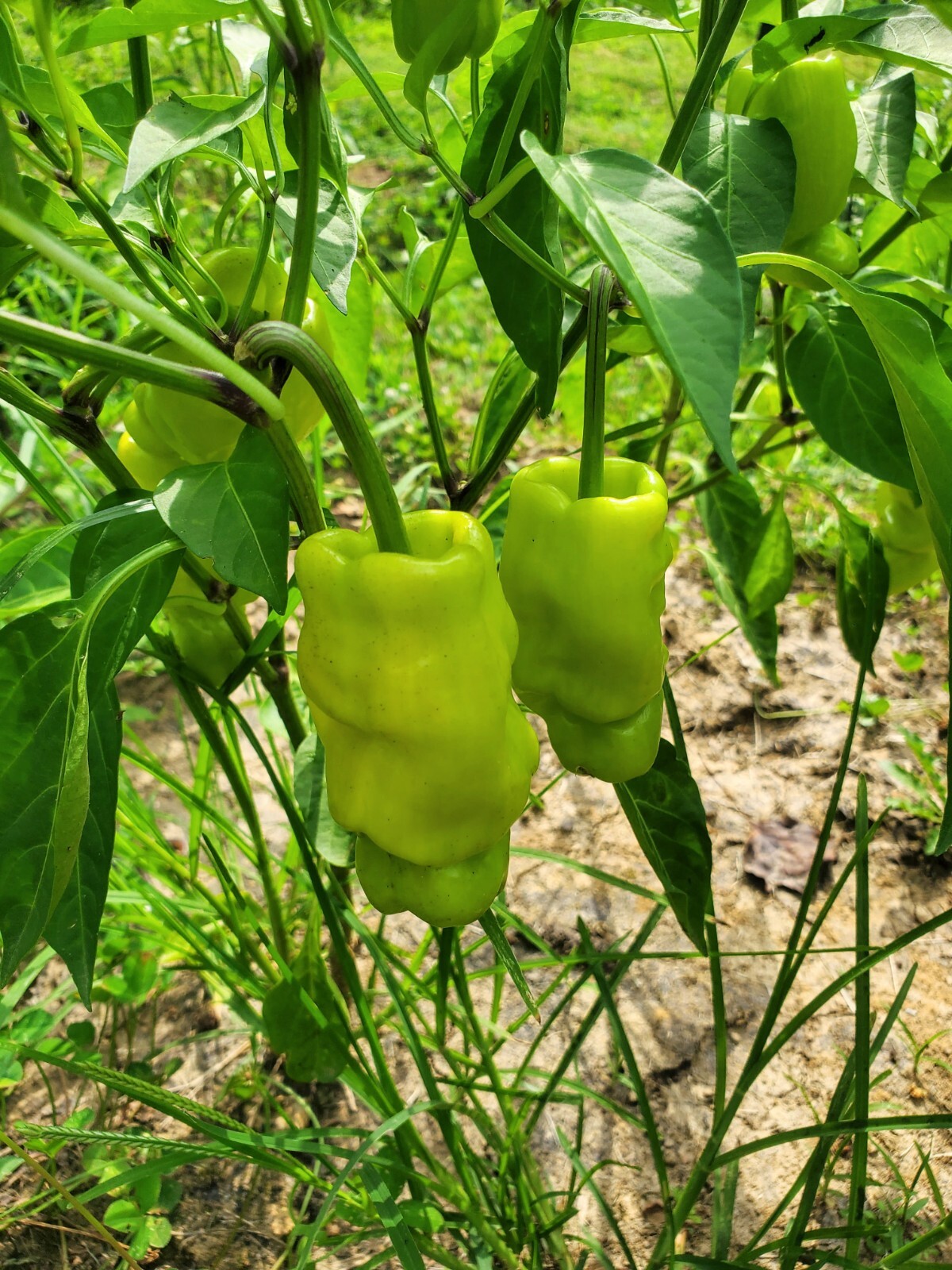 DRAGON’S TOE Hot Pepper Seeds – 25+ seeds Organically Grown in TN