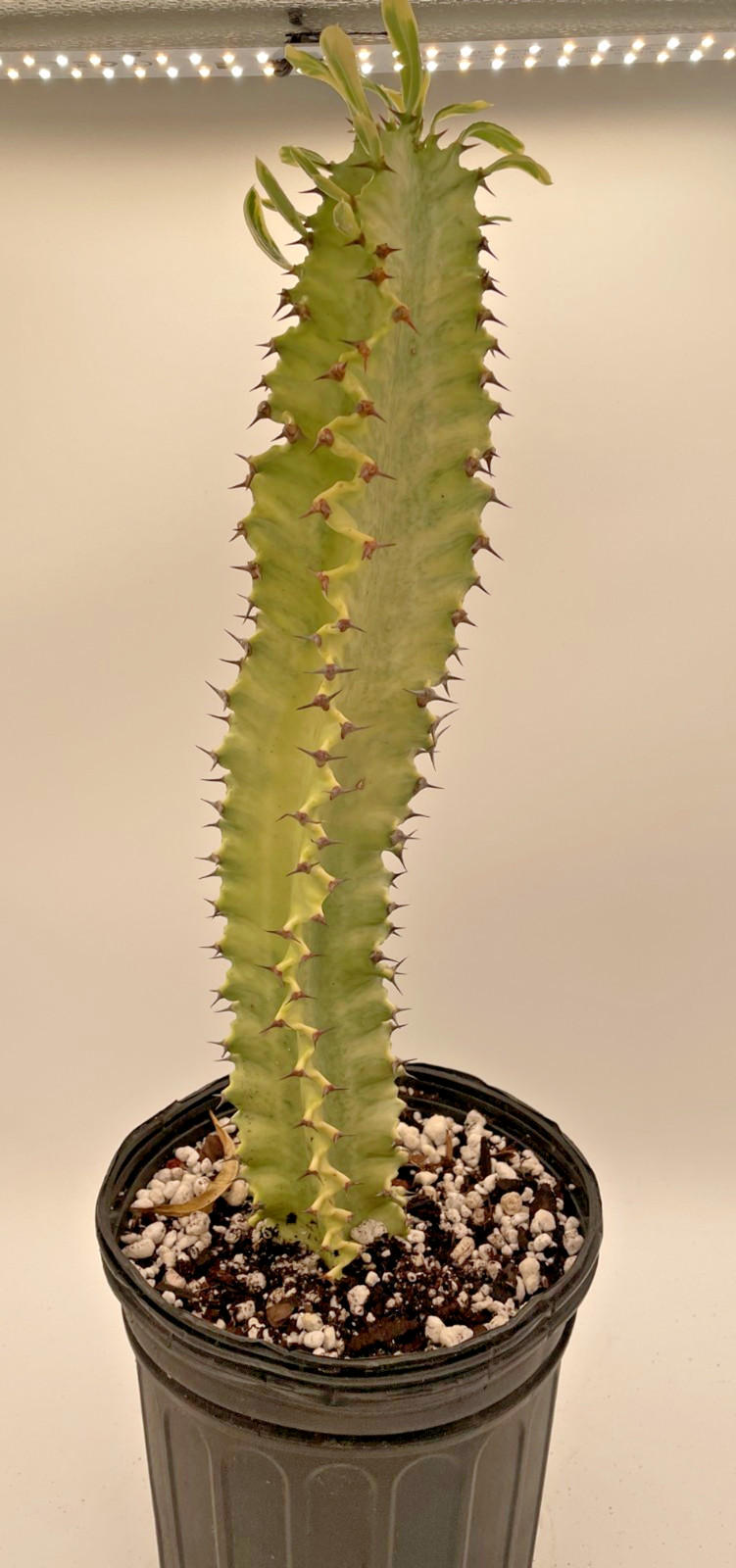 Euphorbia Ammak Variegata – In Gallon Pot – Super Healthy! No Ship to Cali Or AZ