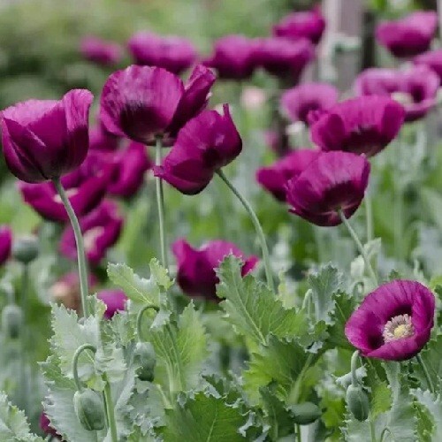 10,000 Organic Heirloom Lauren’s Grape Untreated Papever Somniferum Poppy Seeds