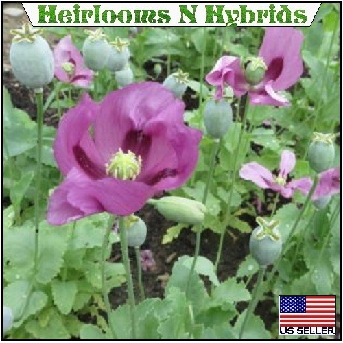 20,000 Hungarian Poppy Seeds Stratified Papaever Somniferum Import For Planting