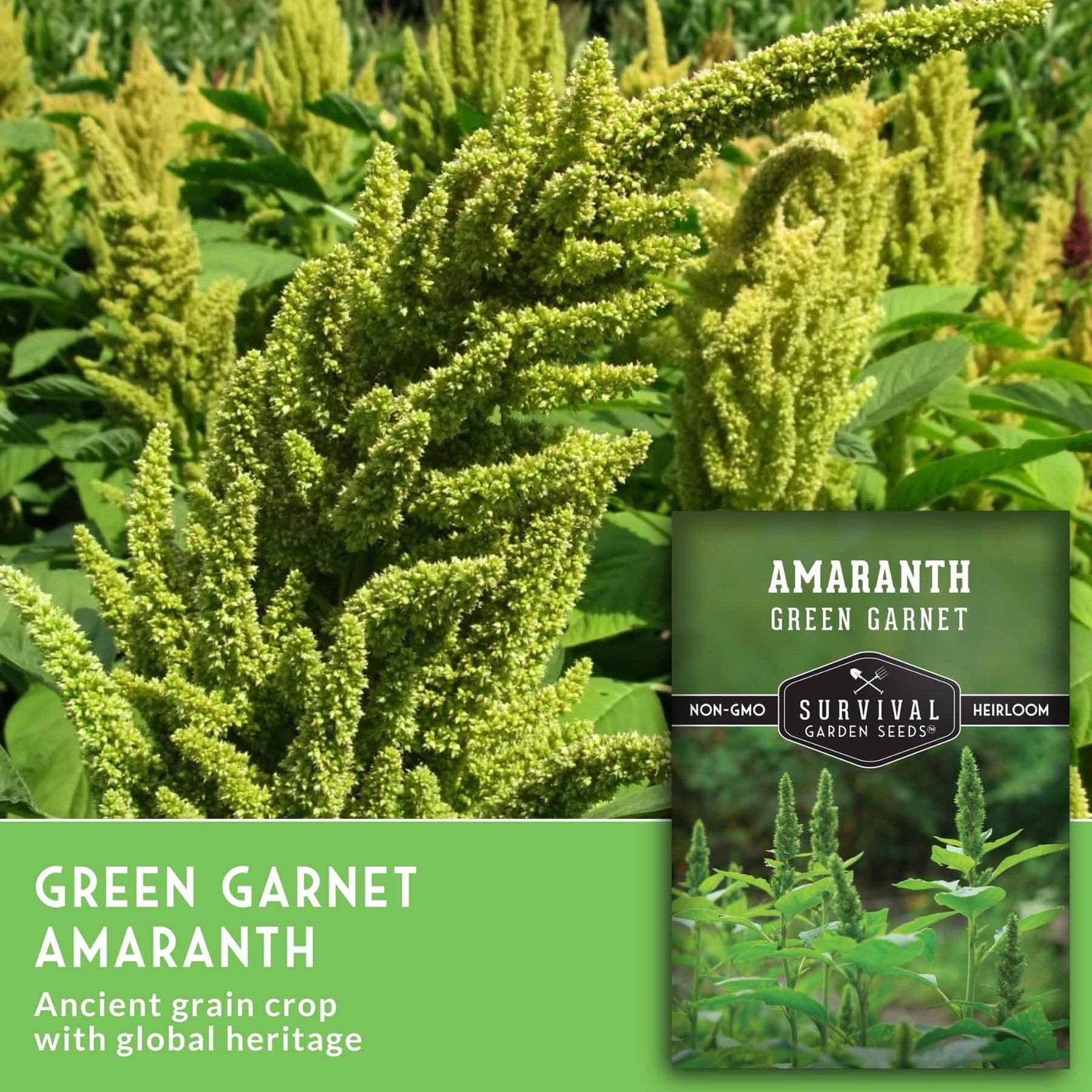 Green Garnet Amaranth Seeds for Planting – Callaloo Leafy Greens green, red