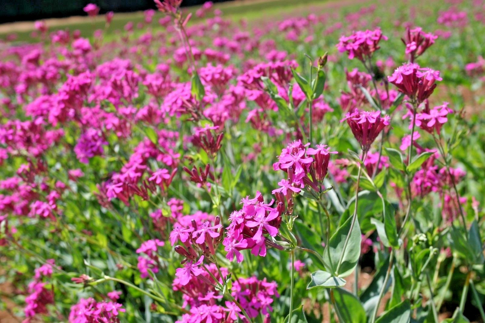1000+CATCHFLY Flower Seeds None So Pretty Native Wildflower Patio Container Easy