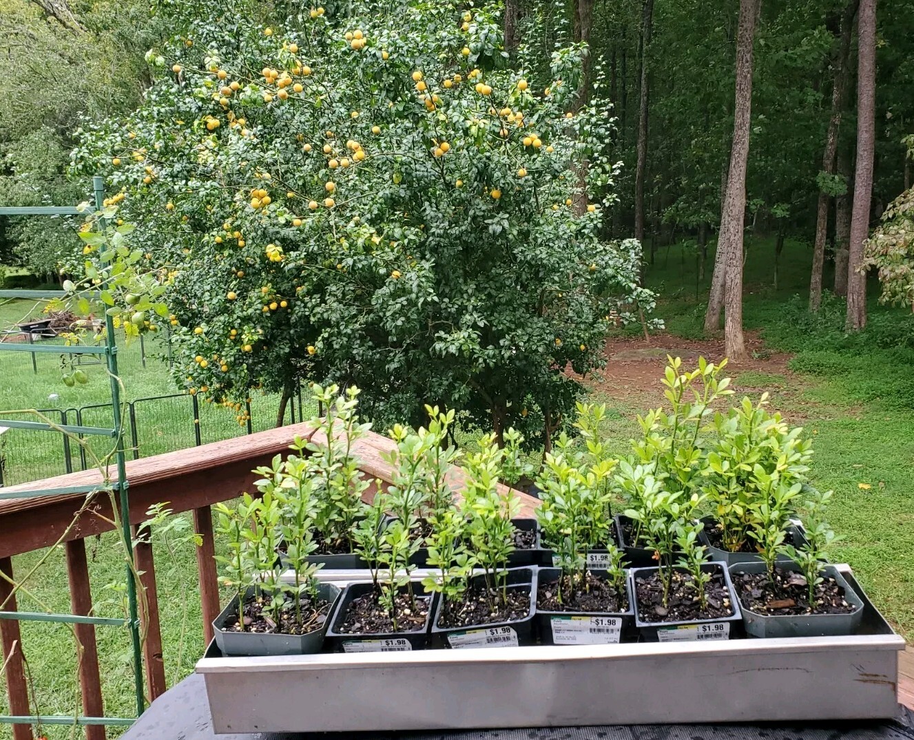 Poncirus Trifoliata Citrus Trifoliate Oranges (5 Ct) Year 2 Seedlings 6-10″ 🍊