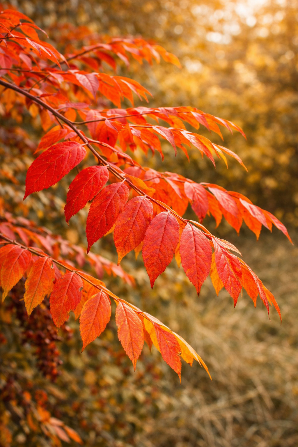 1500 Winged Sumac Seeds (Rhus copallinum) – USA Grown – Zones 4-9 – Bulk Pack