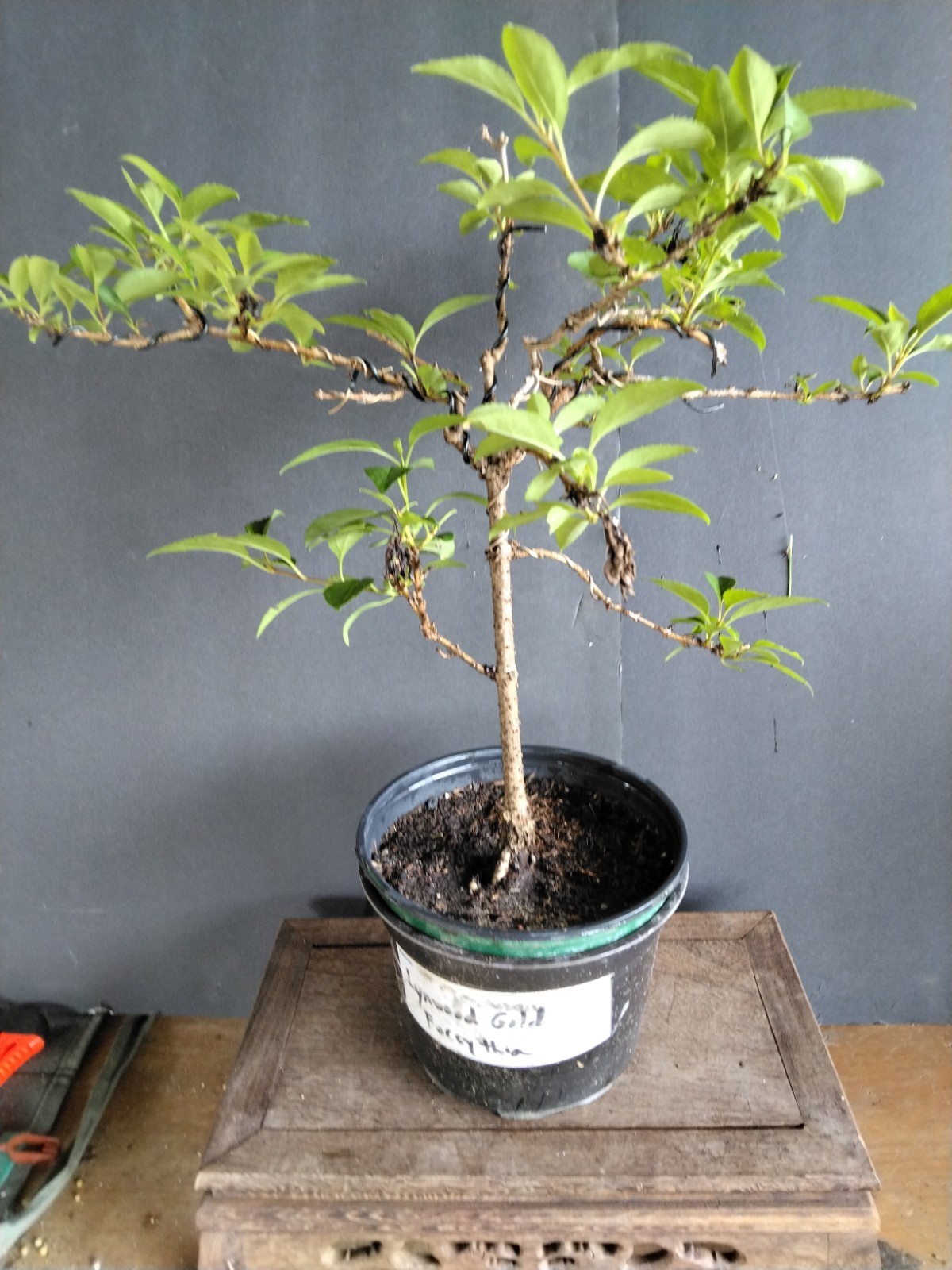 Forsythia Bonsai
