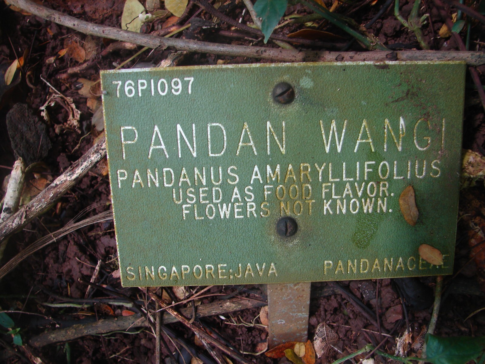~FRAGRANT PANDAN~ Pandanus Amaryllifolius UNIQUE SPICE rooted live Plant USA