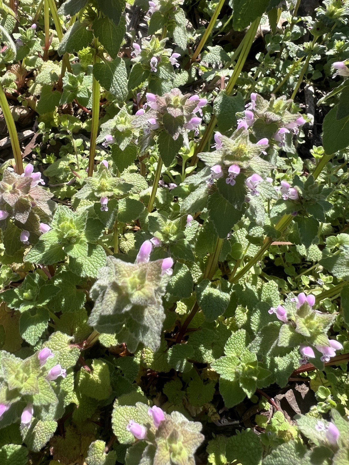 1oz DRIED Purple DEADNETTLE Dead-nettle Latium Purpuream MEDICINAL TEA – SALVE