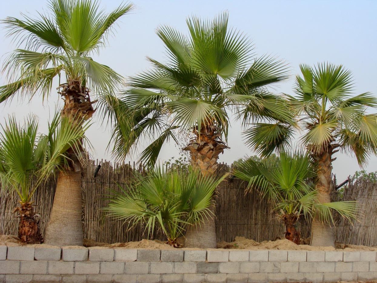 California Fan Palm 10 Seeds Washingtonia Filifera Free Shipping!
