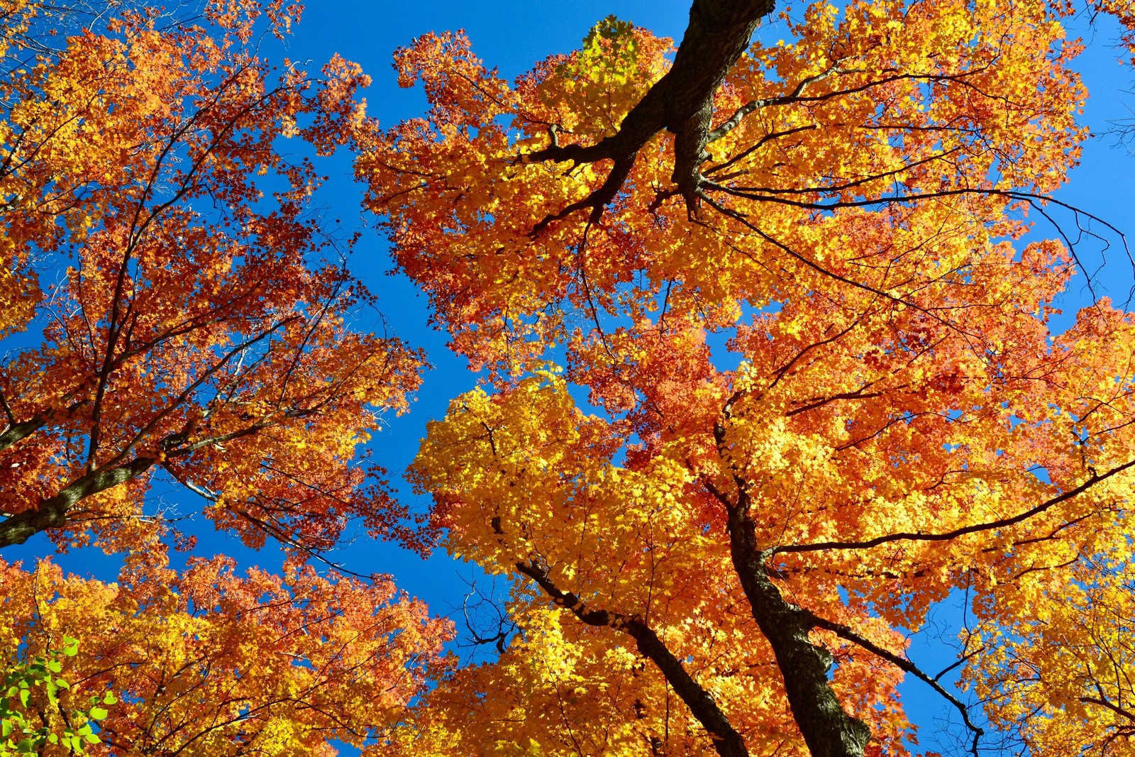 25 SUGAR MAPLE SYRUP TREE Native Rock Fall Color Acer Saccharum Seeds *Comb S/H