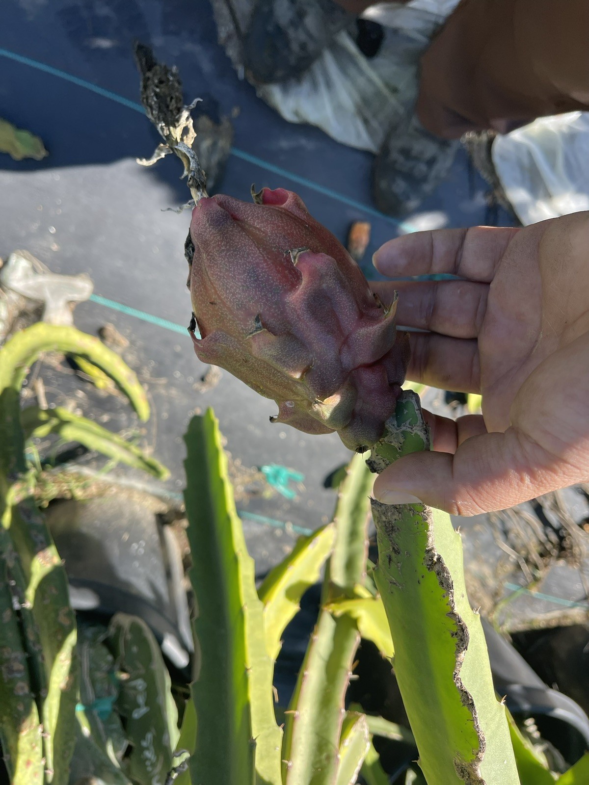 Mature “DIEGO’S DK SEEDLING” Dragon Fruit Cuttings