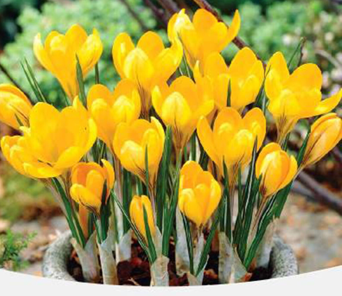 20 EXOTIC RARE CROCUS SEEDS for garden flower beds plant bush USA SELLER USPS