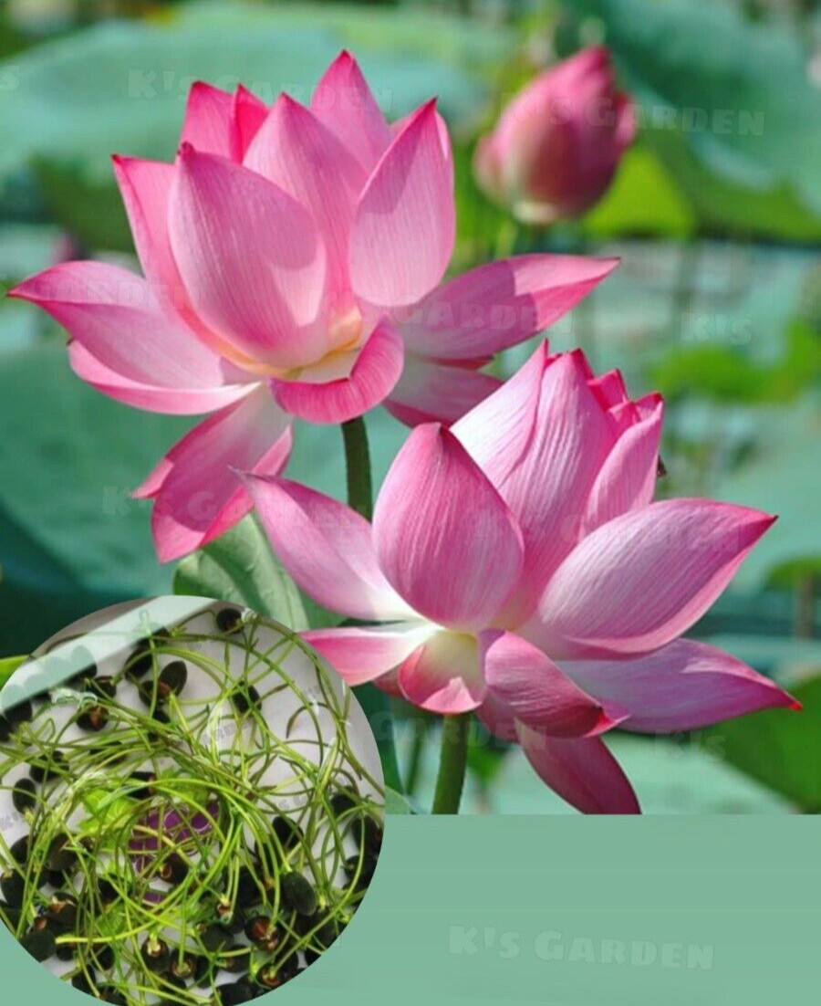5 PCS PINK WHITE LOTUS SEEDS – 5 HẠT SEN TA TRẮNG HỒNG (95% GERMINATION)