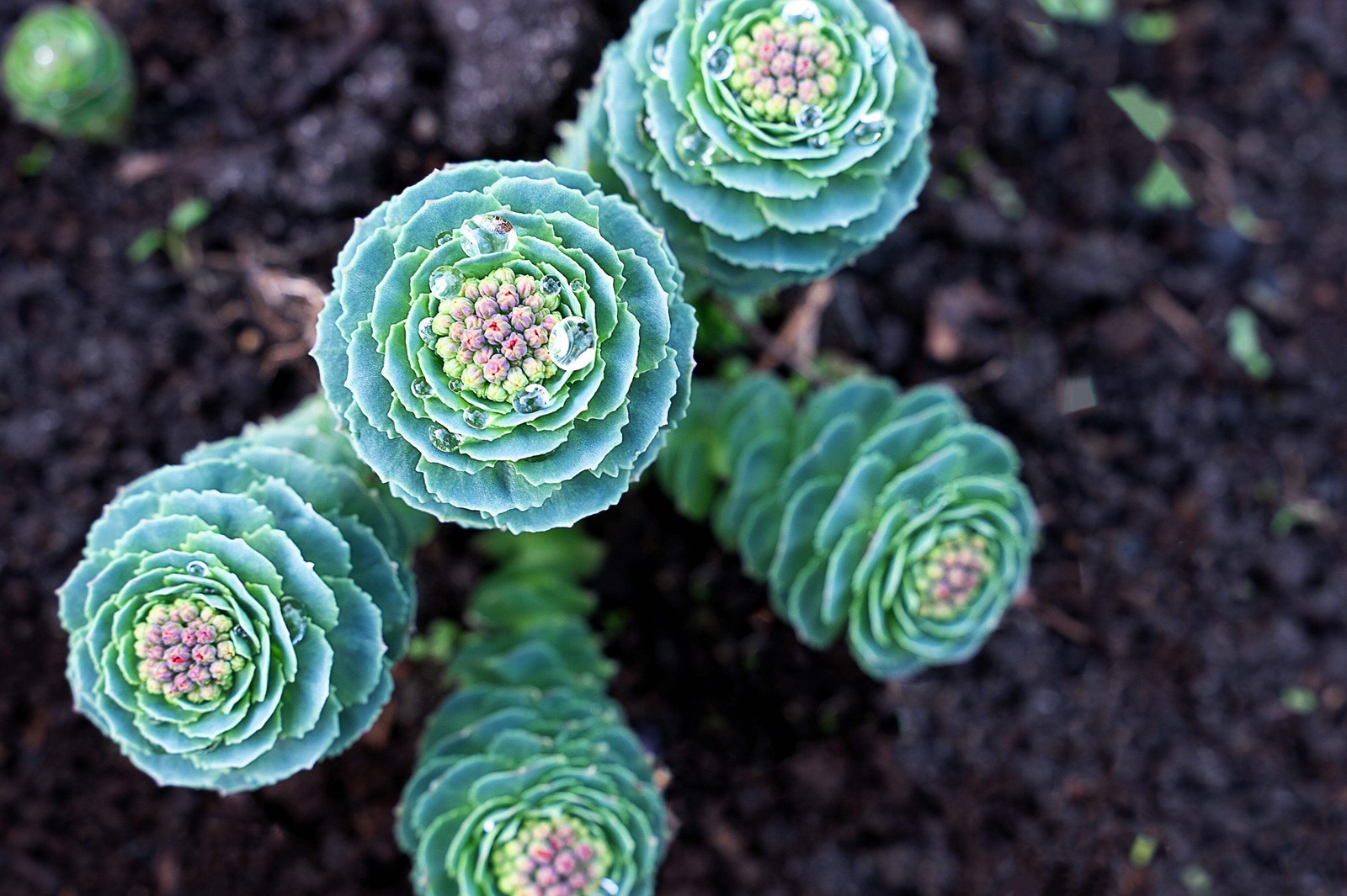 25 ROSEROOT STONECROP Golden Rose Root Sedum Rhodiola Rosea Yellow Flower Seeds