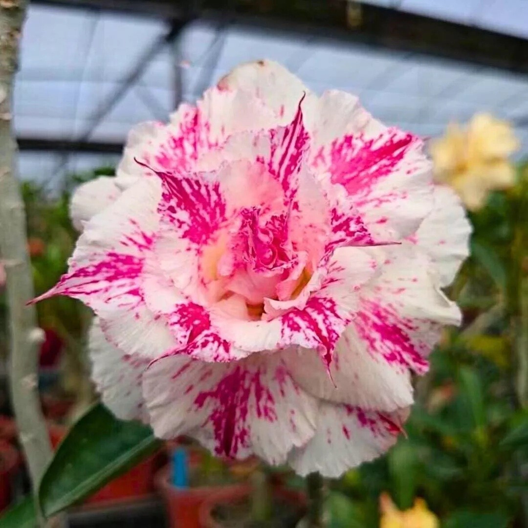 4 White Purple Desert Rose Seeds Adenium Obesum Flower Perennial Seed US SELLER