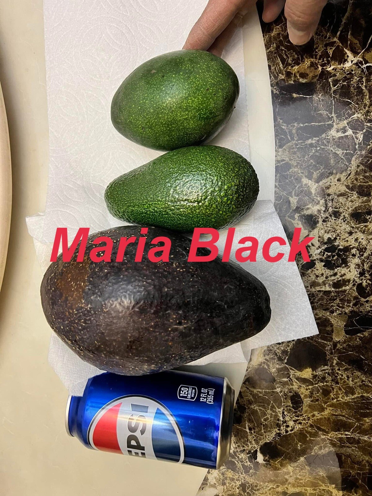 MARIA BLACK Dwarf Avocado ~3Ft Grafted Tree 3Gal Pot Ship UPS Overnight