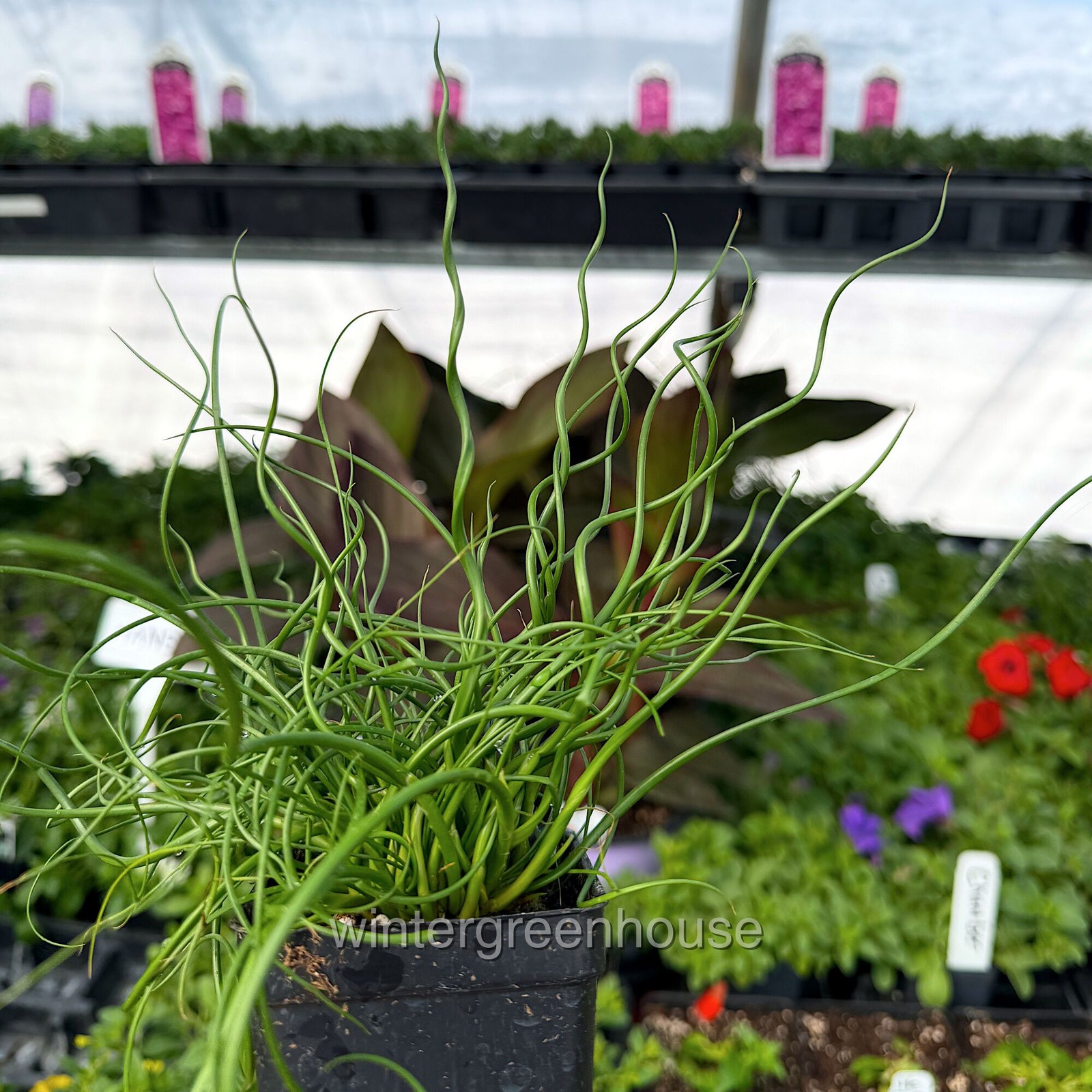 Juncus effusus Spiralis, Corkscrew Rush, Container Size: 3″ (2.6×3.5″)