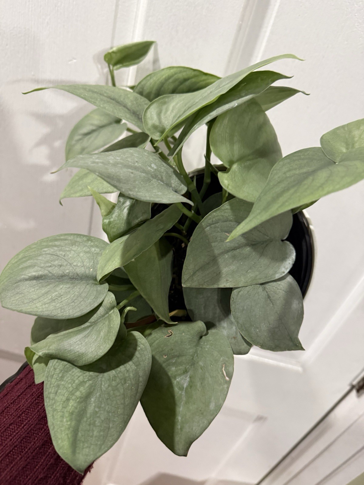 Scindapsus Platinum Java Silver Hero Rooted Plant
