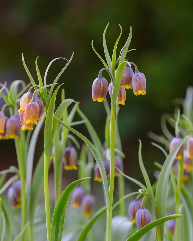 FOX’S GRAPE LILY~FRITILLARIA ‘UVA-VULPIS’~FLOWER BULBS DEER RESISTANT PERENNIAL!