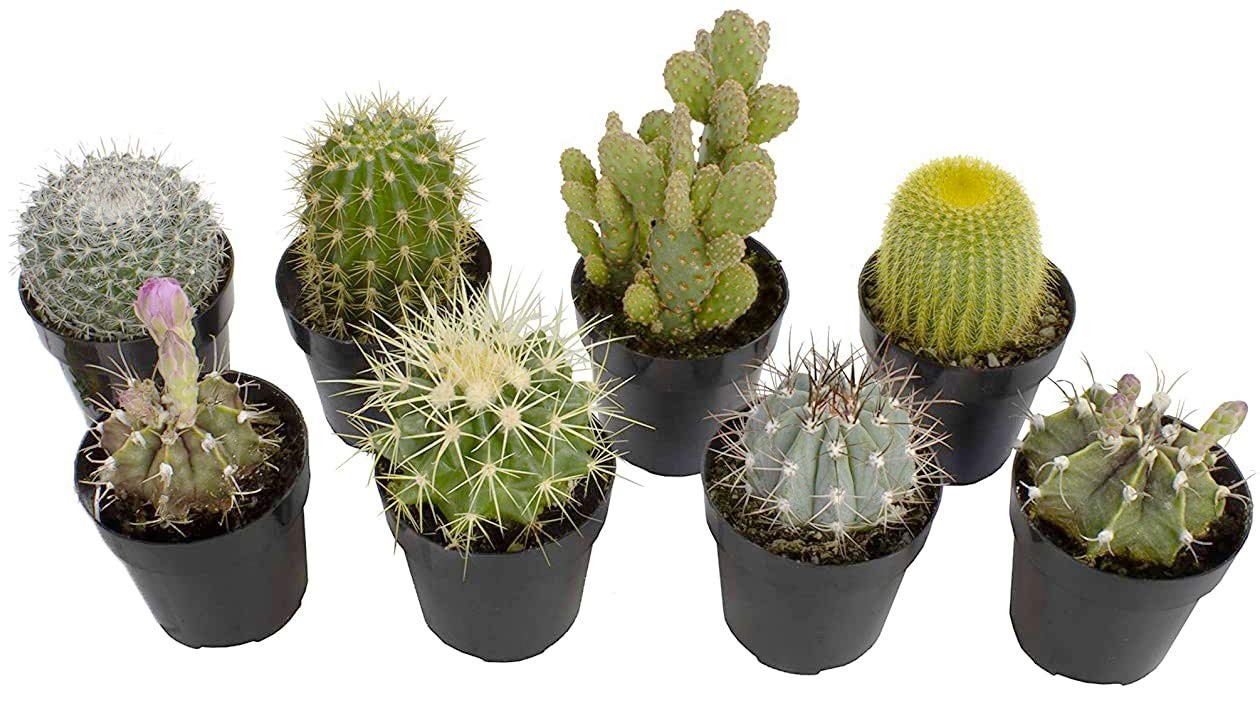 Altman Plants, Assorted Cactus Plants Live Succulents (8 Pack), Live Cactus Plan