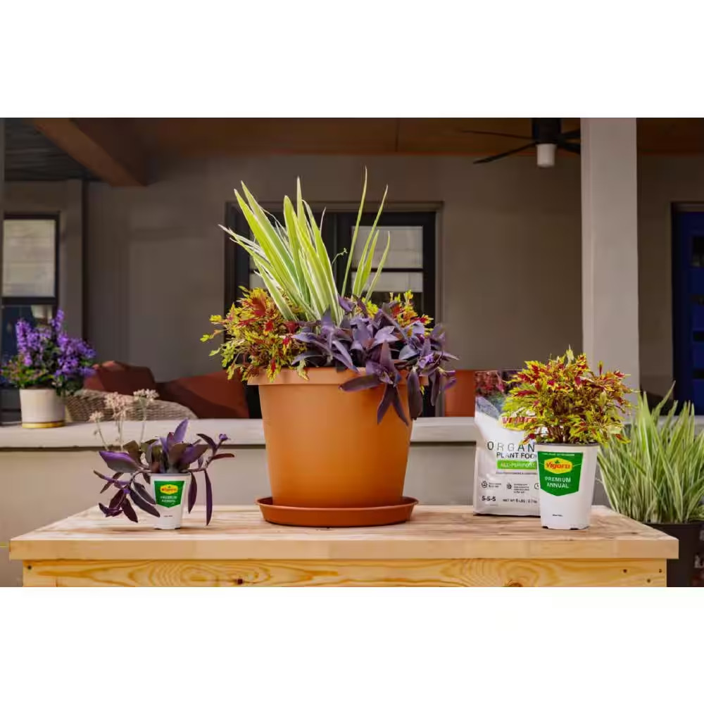 1.38 Pt. Purple Heart Queen Setcreasea Plant in 4.5 In. Grower’S Pot (4-Plants)