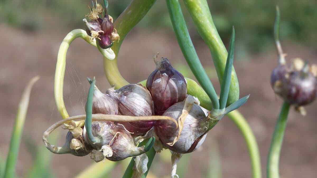5 Egyptian Onion (Walking onion) Live bare root bulbs, Winter hardy perennial